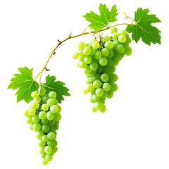 Fototapeta premium Green grapevine isolated on transparent background