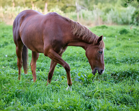 Beautiful brown horse on meadow