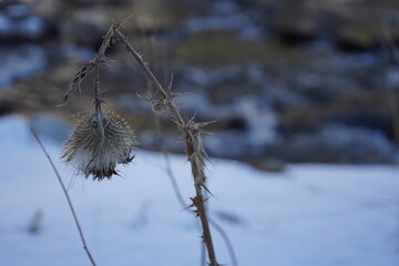 grass in the snow
