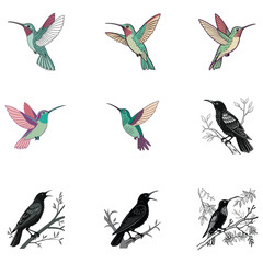 hummingbird vector art and illustration
