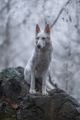 Beautiful and calm fluffy Swiss shepherd dog portrait outside in the magical snowy forest.