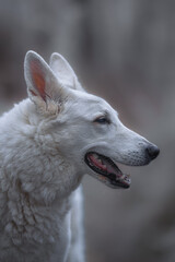 Obraz premium Beautiful and calm fluffy Swiss shepherd dog portrait outside in the magical snowy forest.