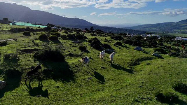 Drei wei&szlig;e Pferde galoppieren durch die gr&uuml;ne Steppe an einem Berghang in Andalusien. Die Szene wurde mit einer Drohne gefilmt und zeigt die Pferde aus der Vogelperspektive. Im Hintergrund sind sanfte