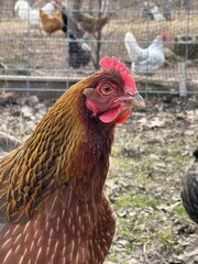 Brown Hen Looking with Curiosity in Grassy Homestead Pasture with a Flock of Chickens and Roosters Behind Her.