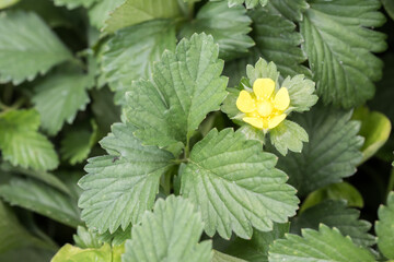 The Indian Strawberry (duchesnea indica) flower.