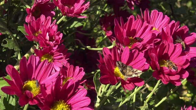 Noctuidae (Autographa gamma) and wasps (Vespula vulgaris) on the blooming asters in the November park
