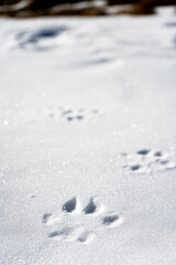 footprints in snow