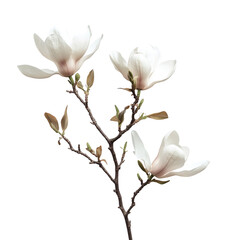 Magnolia Branch with Blooming Flower on a Transparent Background