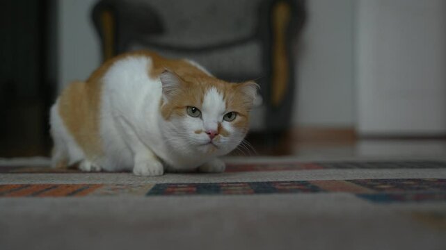 Orange and white cat vomiting with fur and coughing