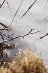 snow covered branches