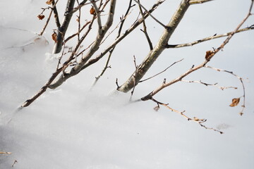 ice covered branches