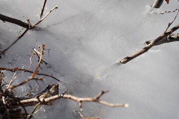 ice covered branches