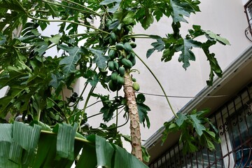 Leafy garden scenery. High quality photo