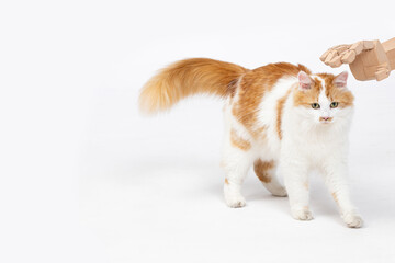 An Adorable Playful Cat Full of Curiosity Engaging with a Human Hand in a Joyful Manner