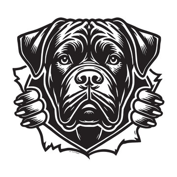 recommend clip art: Cane Corso Dog Peeking Design Svg