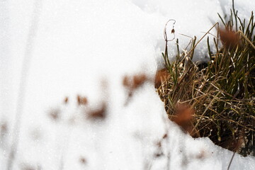snow on the grass