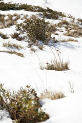 snow on the grass