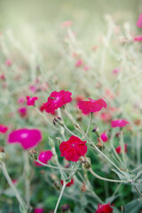 Vibrant pink wildflowers bloom in a tranquil meadow