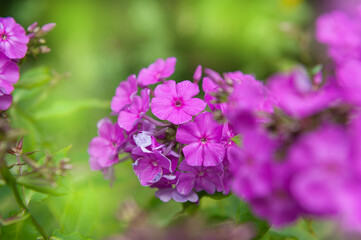 Vibrant pink phlox blossoms stand out in a lush garden