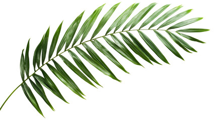 fern leaf isolated on white background