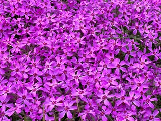 Obraz premium Phlox subulata creeping moss phlox pink flowers.