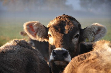 Cute Cow Looking at Camera in Switzerland.