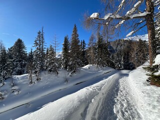 Obraz premium Excellently arranged and cleaned winter trails for walking, hiking, sports and recreation in the area of the tourist resort of Davos in the Swiss Alps - Canton of Grisons, Switzerland (Schweiz)