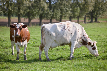 Two cows on meadow in countryside