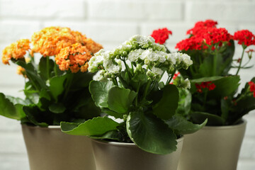 Different beautiful kalanchoe flowers in pots on light background, closeup