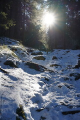 illuminated snow in the forest, Italy