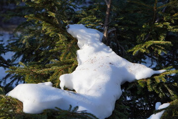 snow on pine tree, Italy