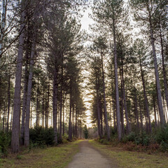 Obraz premium Path through stark pine trees in a wood