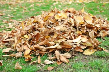 Pile of fallen autumn leaves on green grass