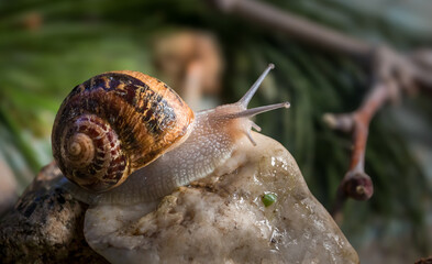 un caracol con un fondo defuminado