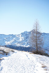 tree on mountain path, Italy