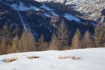 forest in the mountains, Italy