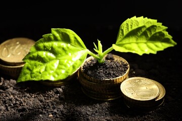 Money growth concept. Coins and sprout in soil against black background, closeup