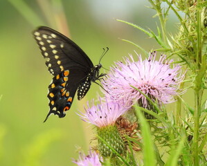 Papilio polyxenes - Black Swallowtail Butterfly - North American Pollinator Insect