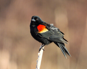 Red-winged Blackbird - Agelaius phoeniceus - North American Bird