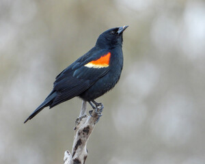 Red-winged Blackbird - Agelaius phoeniceus - North American Bird