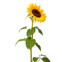 sunflower isolated on white background © Nature