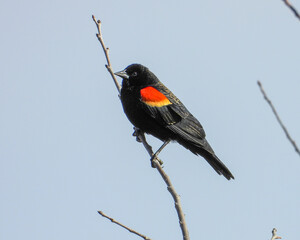Red-winged Blackbird - Agelaius phoeniceus - North American Bird