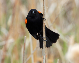Red-winged Blackbird - Agelaius phoeniceus - North American Bird