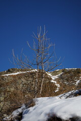tree in the mountain, Italy