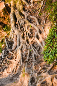 Radici di albero