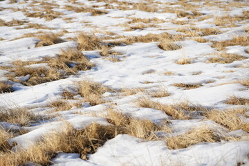 snow on the grass