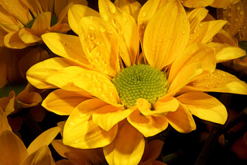 Fototapeta premium Close-up view showcasing the intricate details of a chrysanthemum's petals
