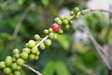 Coffee tree with coffee beans in plantation