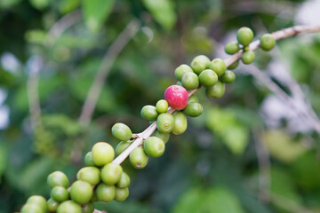 Coffee tree with coffee beans in plantation