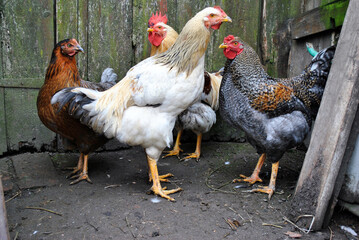range chickens